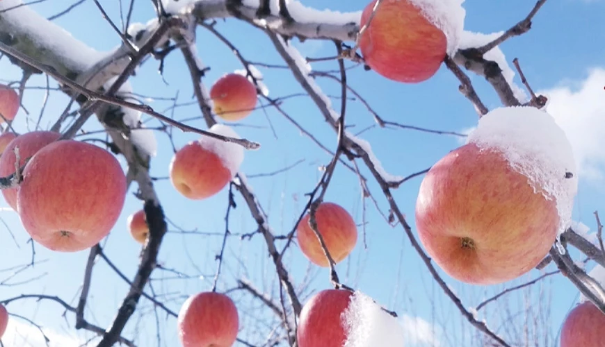 雪見蘋果