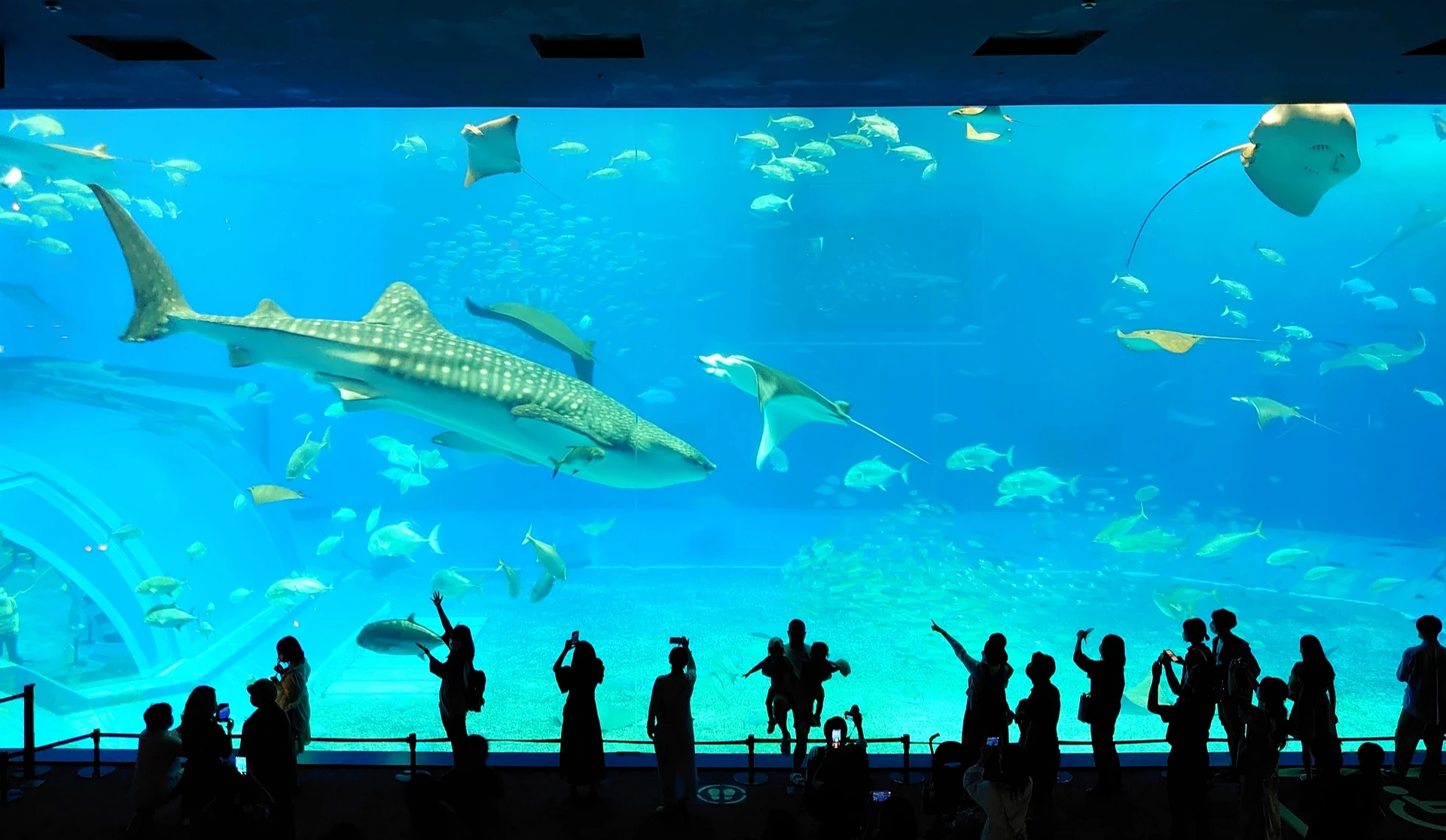 沖繩美麗海水族館