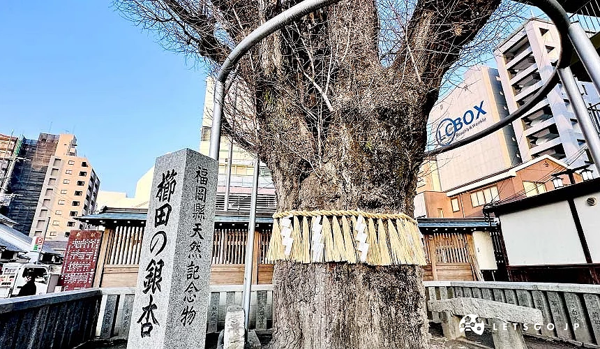 福岡縣天然紀念物「千年銀杏」