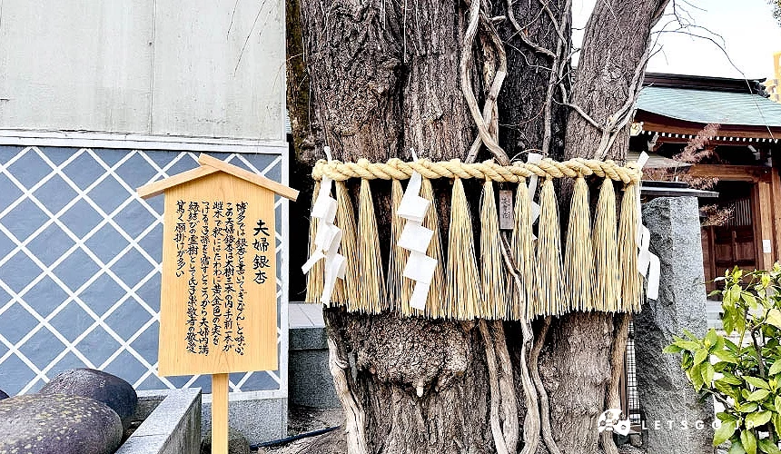 夫妻銀杏