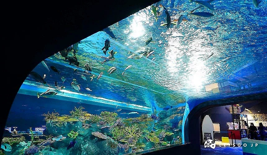 水族館海底隧道中魚群游過大型水槽與珊瑚景觀