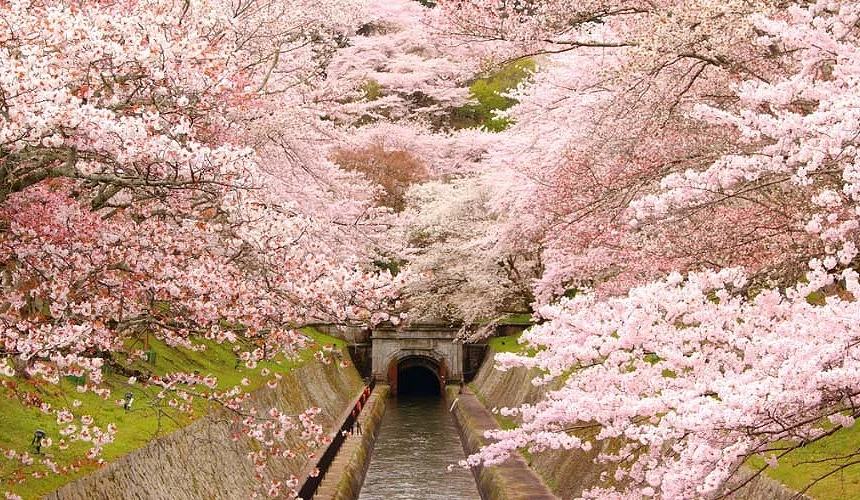 櫻花盛開的琵琶湖疏水提供:滋賀県大津市