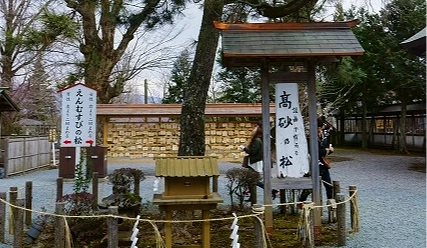 阿蘇神社高砂之松,松樹周圍設有結界與參拜說明牌,地面鋪滿白色碎石