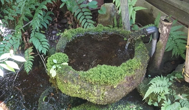 阿蘇一之宮町水基巡禮的石造飲水處,青苔覆蓋水盆,清澈湧水流入其中,周圍有蕨類與綠植