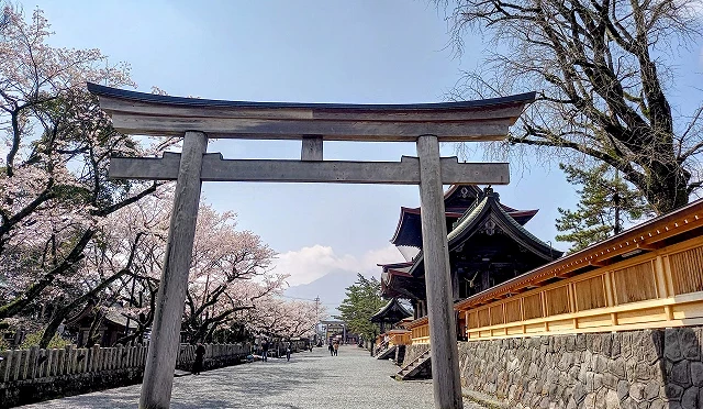 春天的阿蘇神社橫參道,鳥居兩側櫻花盛開,遠方可見樓門與參道景色