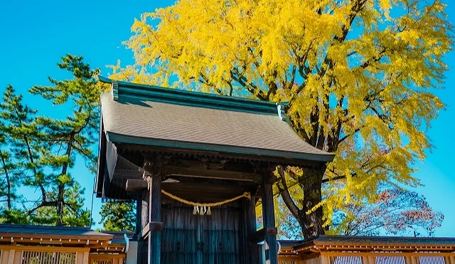 阿蘇神社秋季景色,木造神門後方有高大的黃色銀杏樹,天空湛藍