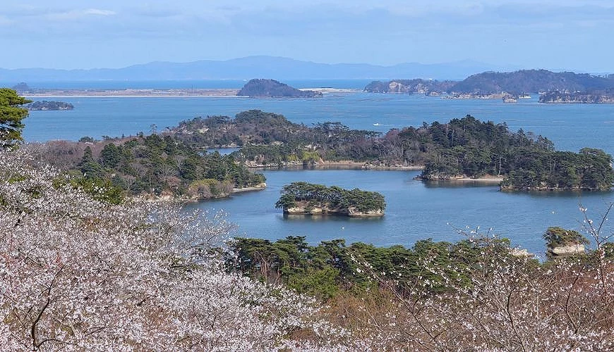 春季松島灣景色,前景櫻花盛開,藍色海面上散布著多座松樹覆蓋的小島。