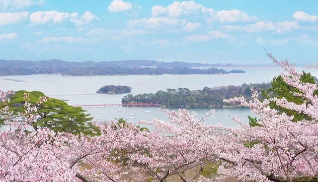 粉色櫻花盛開於松島灣前景,遠方可見藍色海面、島嶼與天空白雲