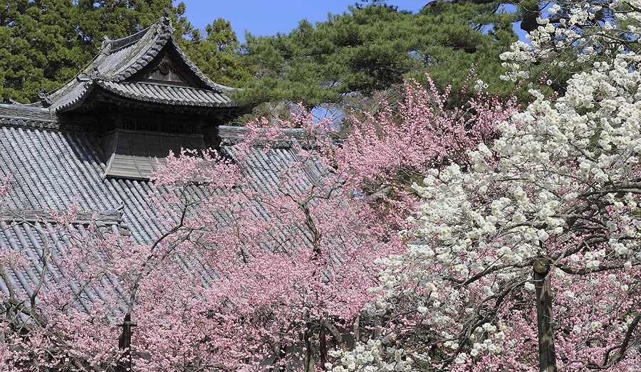 松島瑞巖寺的臥龍梅開滿粉色與白色花朵,後方可見傳統寺院屋瓦與綠色松樹