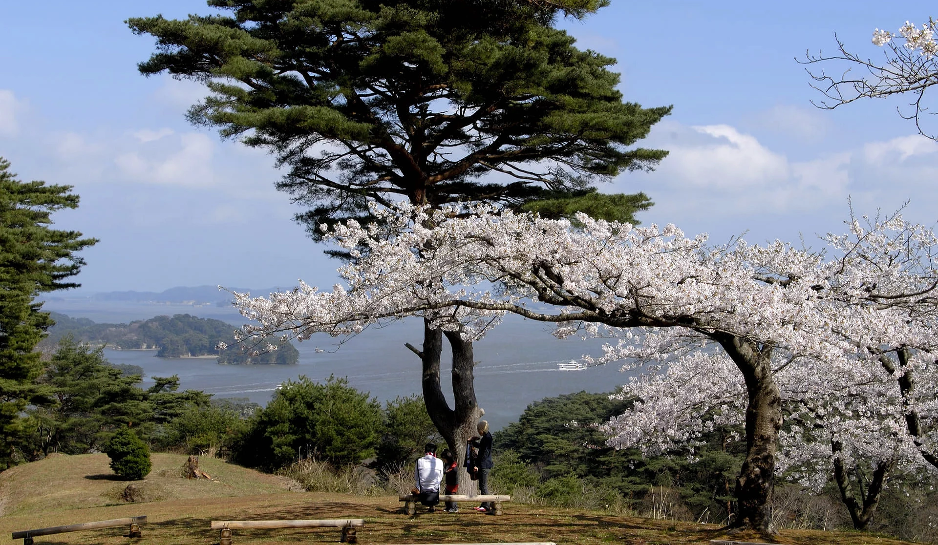 西行折回之松公園內櫻花盛開,松樹與櫻花前方可見松島灣、島嶼與海上遊覽船