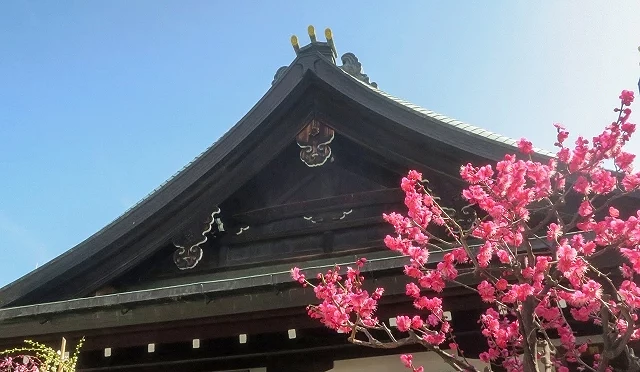 大阪天滿宮梅花與本殿建築,粉紅色梅花盛開,背景為傳統神社屋頂