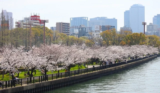 大阪大川河岸櫻花盛開景象,毛馬櫻之宮公園櫻花步道與河景