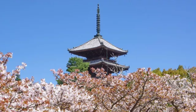 仁和寺攻略：交通、御室櫻、世界文化遺產與五重塔| 樂吃購！日本關西版