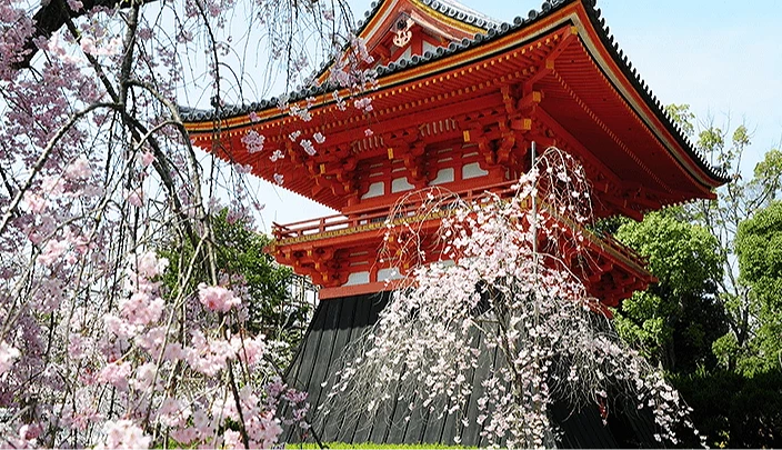 仁和寺攻略：交通、御室櫻、世界文化遺產與五重塔| 樂吃購！日本關西版