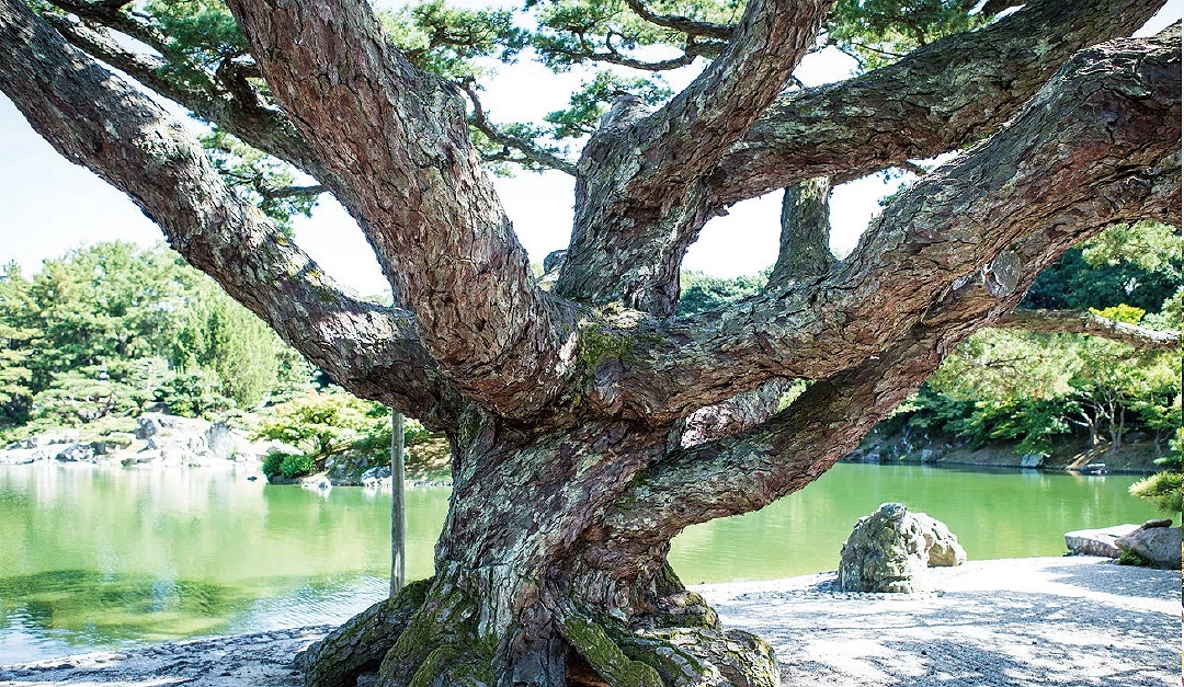 栗林公園的根上五葉松