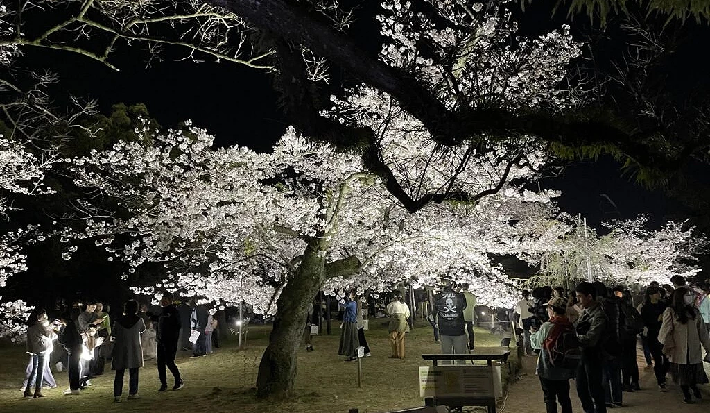 栗林公園的夜櫻景色