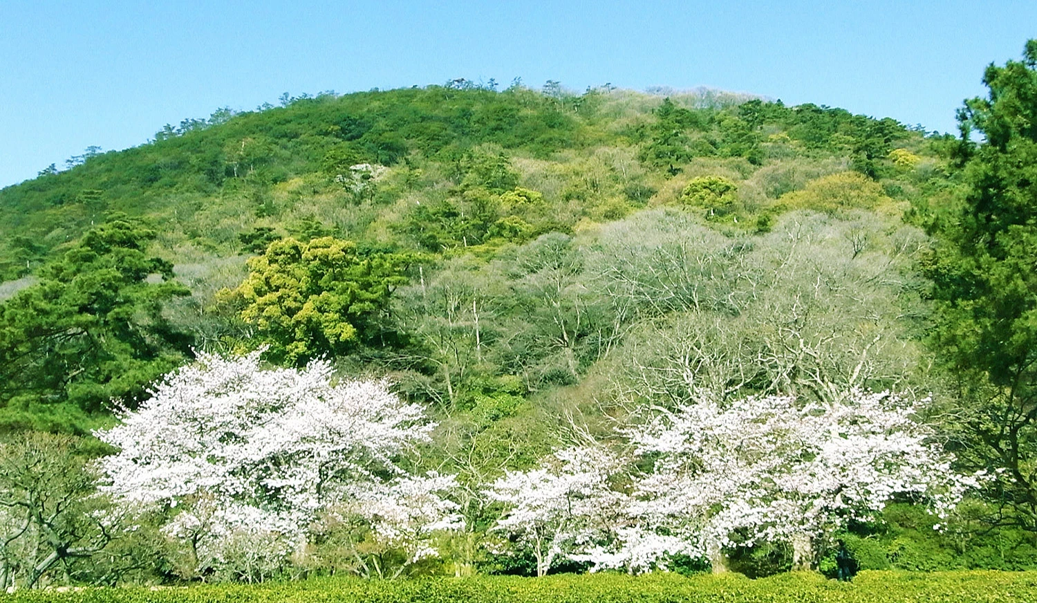 栗林公園的櫻花與山景