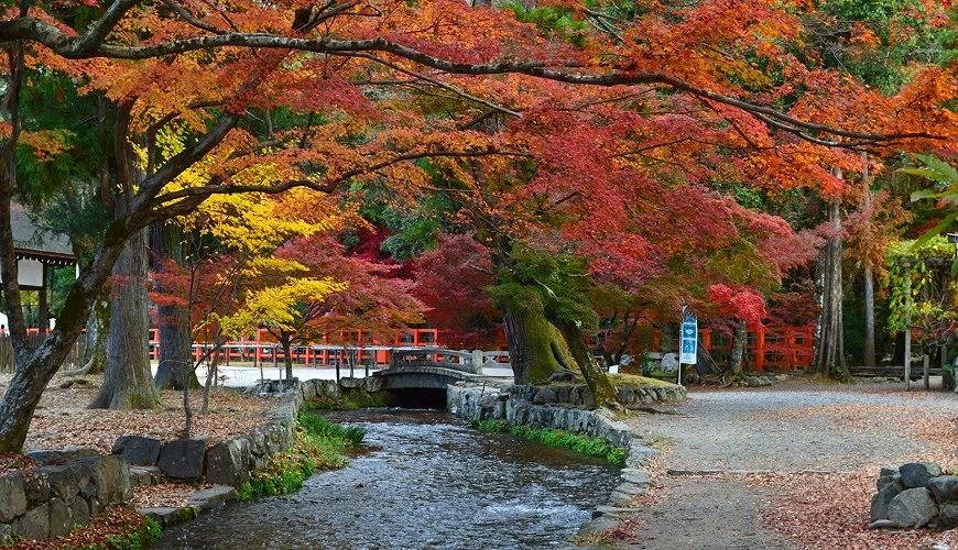 沿著ならの小川的紅葉