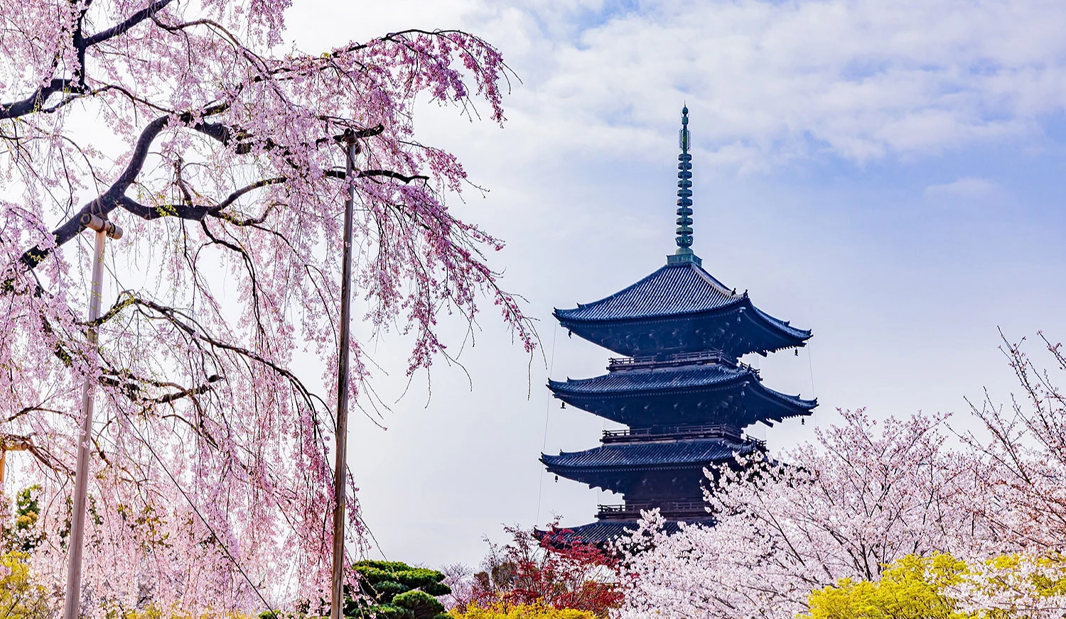 東寺的不二櫻與五重塔同框