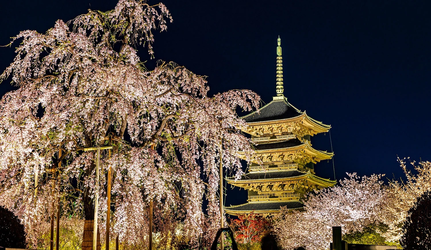 東寺春季點燈的不二櫻與五重塔