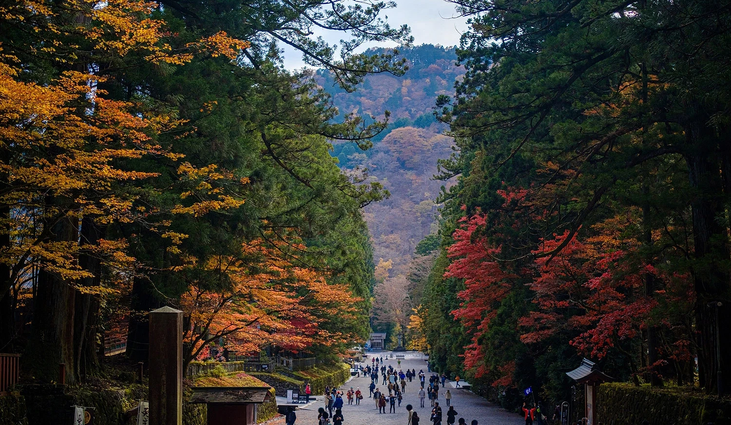 日光東照宮參道的紅葉