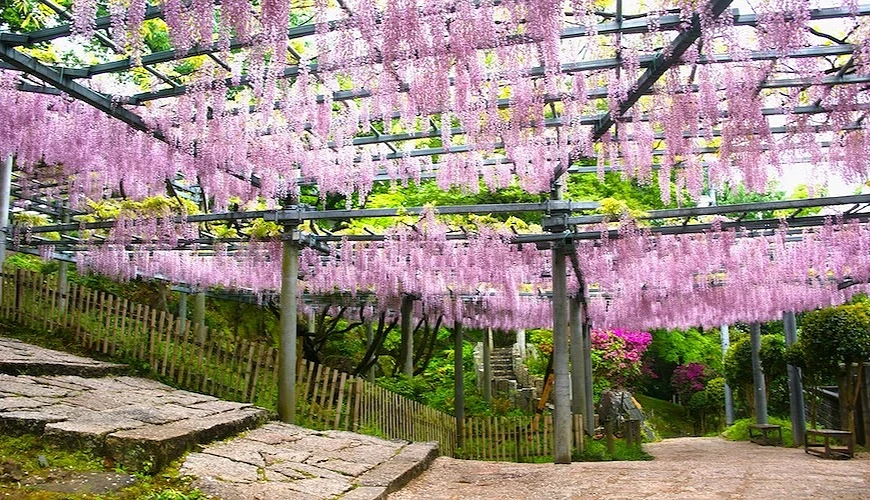 `戶外紫藤花棚架下方步道,大量粉紫色花串垂掛,兩側有木柵欄與綠樹`