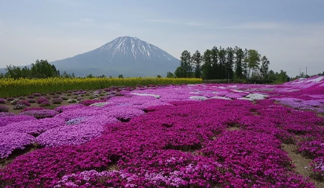 大片的花海與羊蹄山呈現壯麗美景