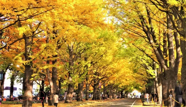 北海道大學完整攻略：銀杏並木、食堂美食、校園景點與交通指南