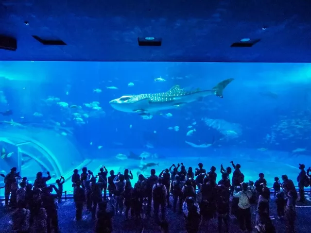 沖繩美麗海水族館全攻略：門票、交通、紀念品、鯨鯊表演時間整理