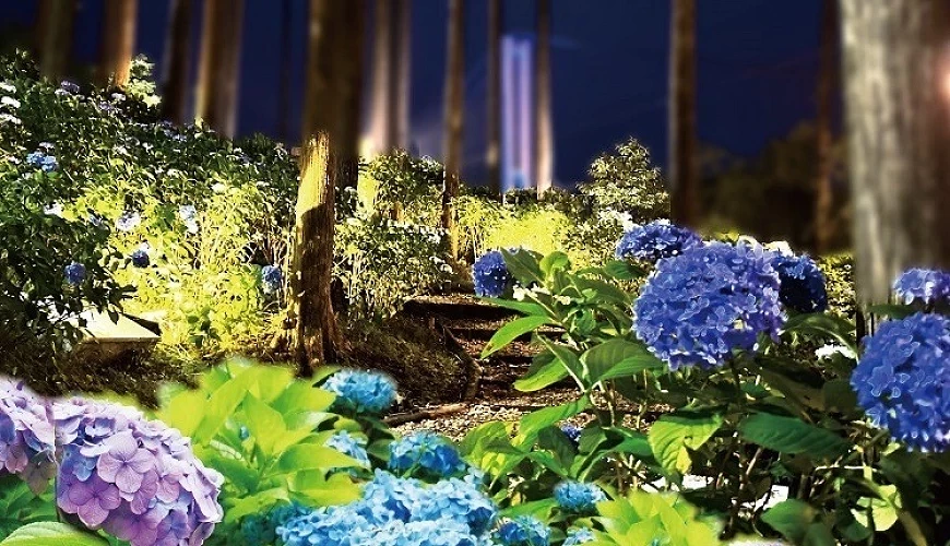 夜晚點燈的林間繡球花