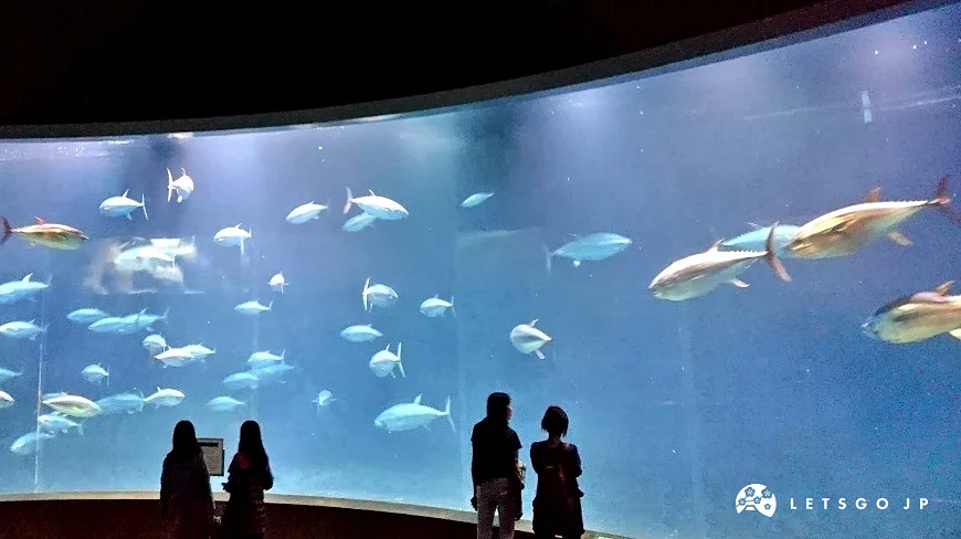 大片玻璃的鮪魚水族箱