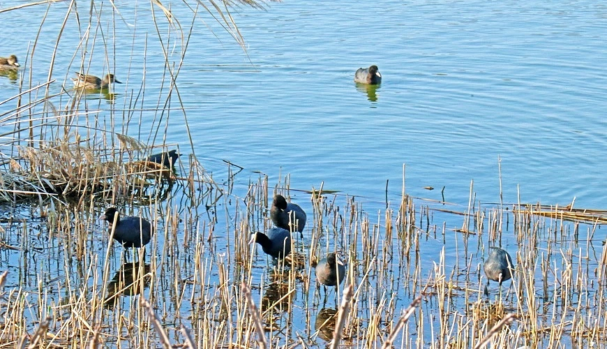 鳥內園內可以觀察到的水畔野鳥