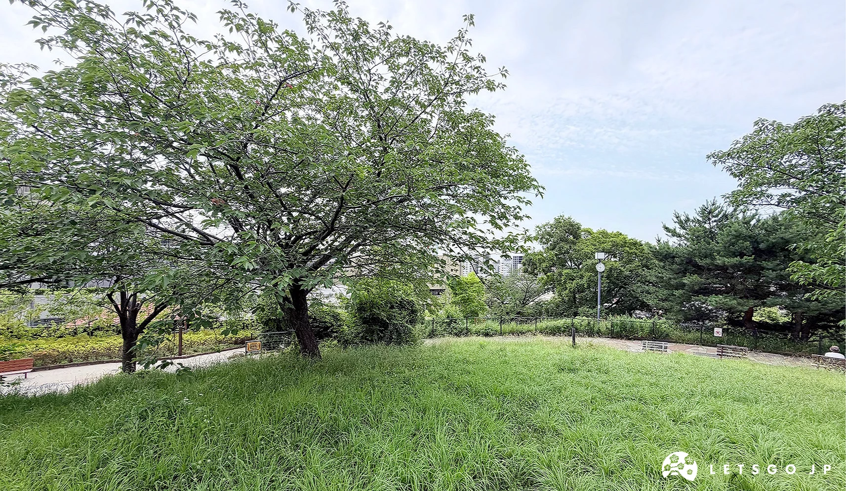 西鄉山公園的大草地可供休息