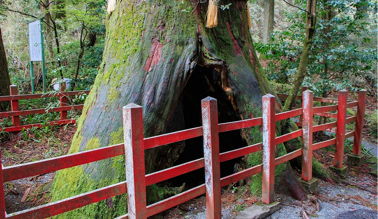 箱根神社安產杉