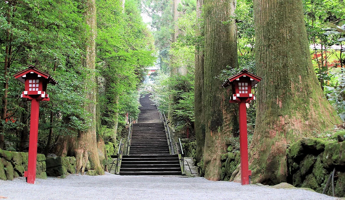 箱根神社正參道兩旁的杉木