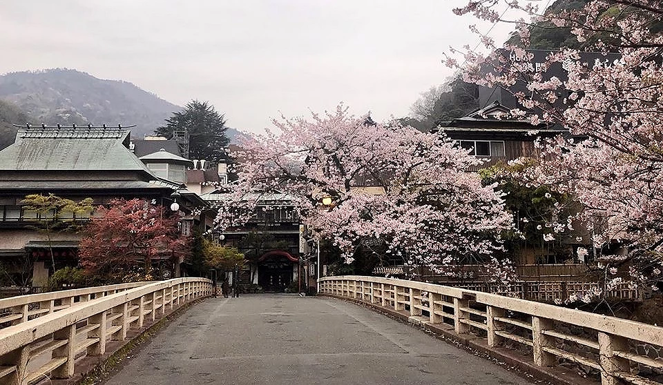 箱根湯本周邊的櫻花
