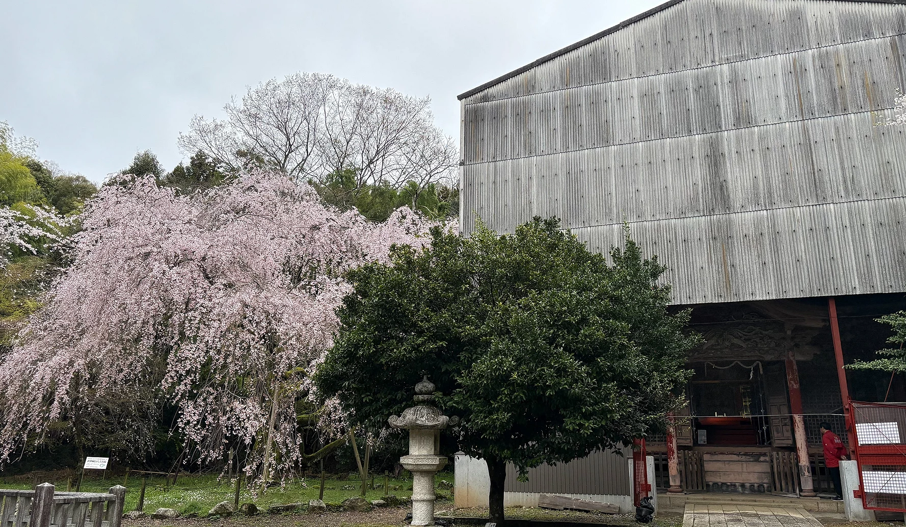 井伊神社外的垂枝櫻