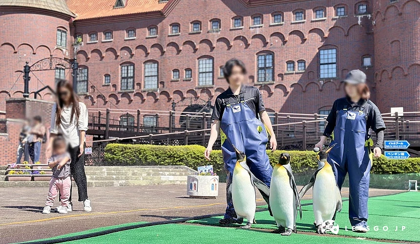 三隻帝王企鵝在工作人員的陪同下進行園區遊行攝影:Angie