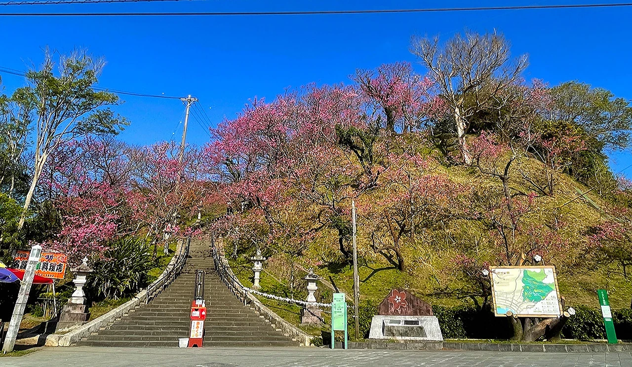 名護城公園的櫻花