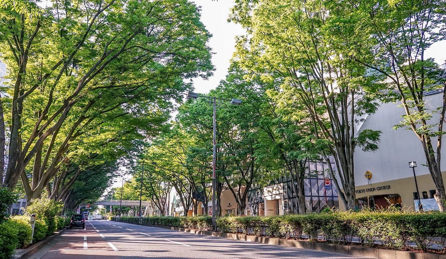 表參道的櫸樹大道