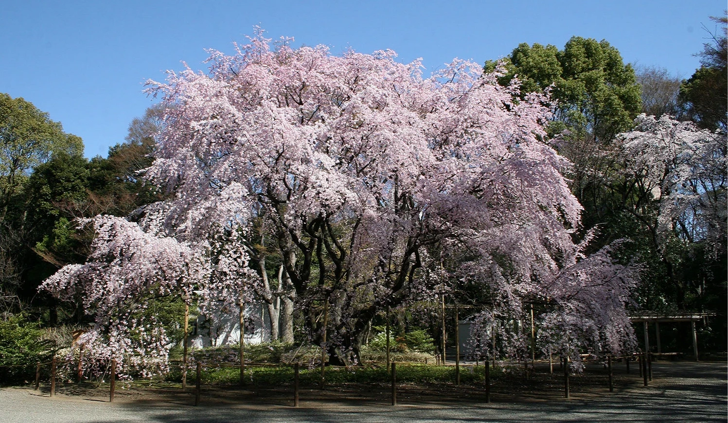 六義園內的巨型枝垂櫻極具氣勢
