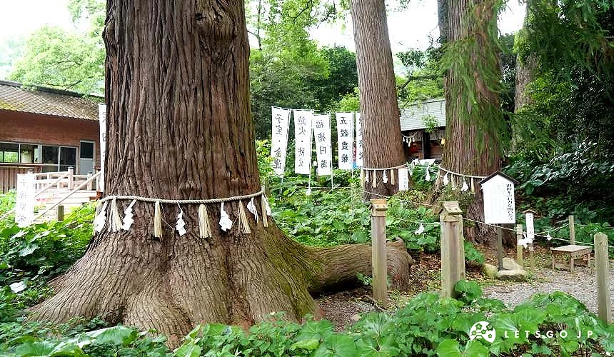 白鬚神社境內神木群