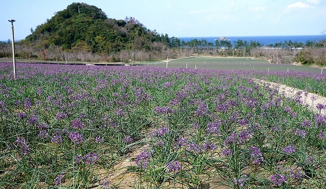 辣韮花的紫紅色花毯