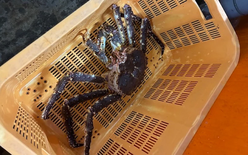 橘色塑膠籃內放一隻活的帝王蟹