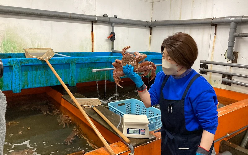 藍衣工作人員在養殖水槽前手持一隻毛蟹