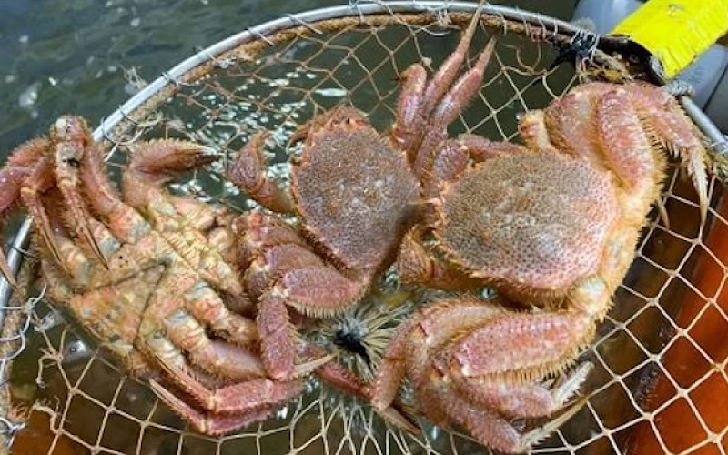 撈網中撈起多隻毛蟹,仍在水面上