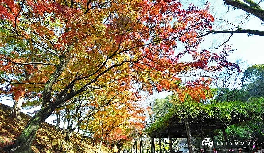 些許變黃及變紅的楓葉