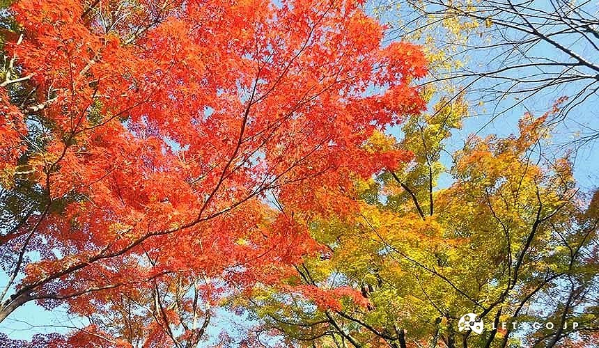 紅葉與些許變黃的楓葉