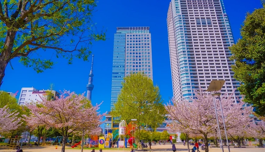 錦糸公園櫻花樹與晴空塔