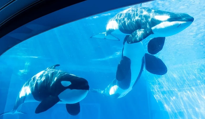 名古屋港水族館虎鯨水槽,可近距離觀察虎鯨。